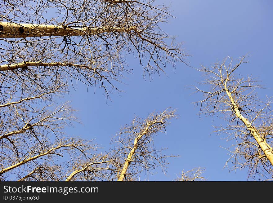 Look up at tall tree. Look up at tall tree