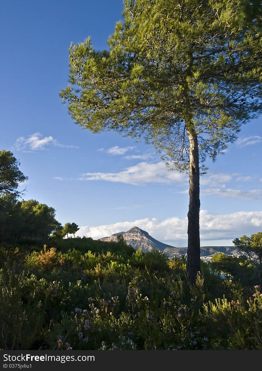 Mediterranean Landscape