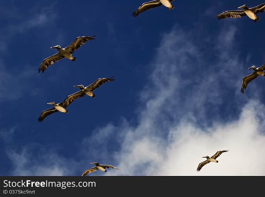 Pelicans with wings extended flying in a blue sky with clouds. Pelicans with wings extended flying in a blue sky with clouds