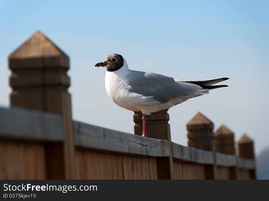 Seagull on Fence