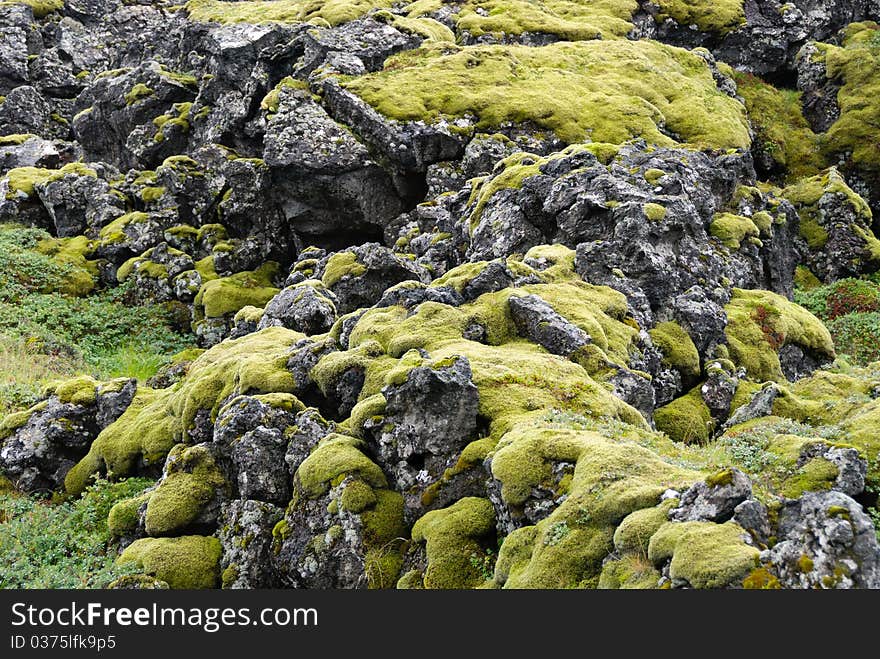 Moss on basaltic rocks in Iceland Langaholt