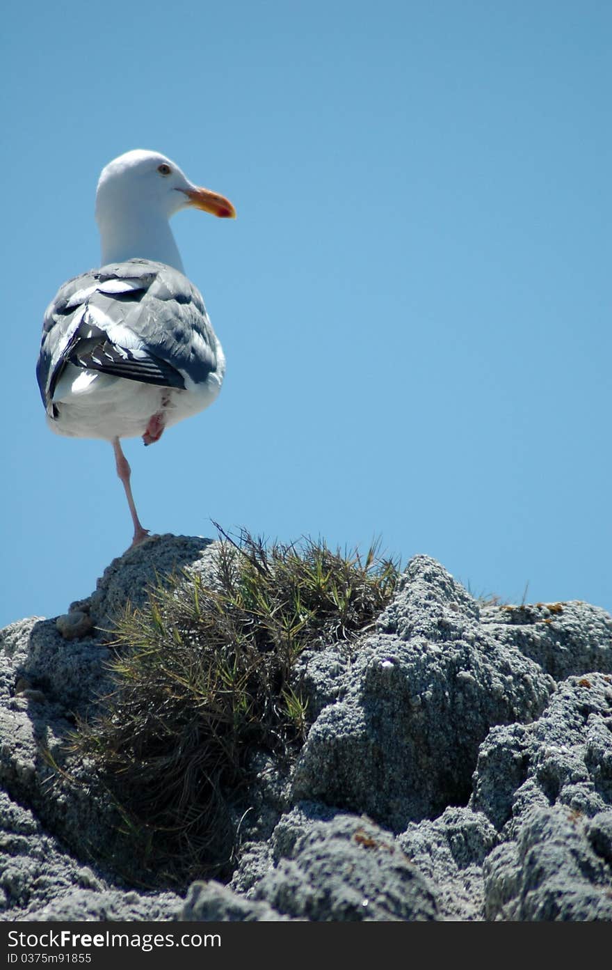 Funny seagull standing on one leg, with profile to the lens, on a rock in a vertical composition against a blue sky. Funny seagull standing on one leg, with profile to the lens, on a rock in a vertical composition against a blue sky