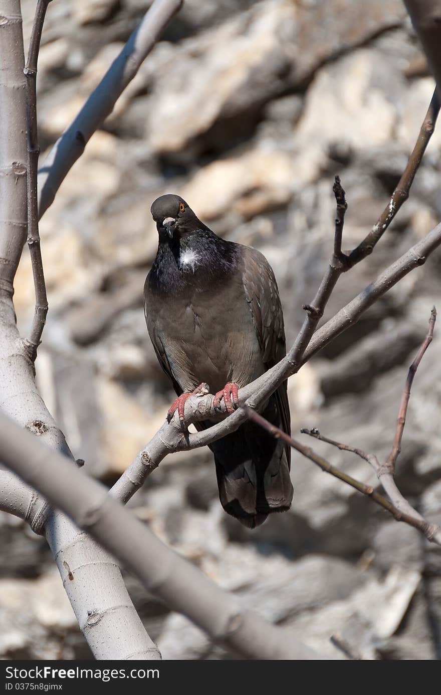 Pigeon on a dead tree at Nervi in Genoa