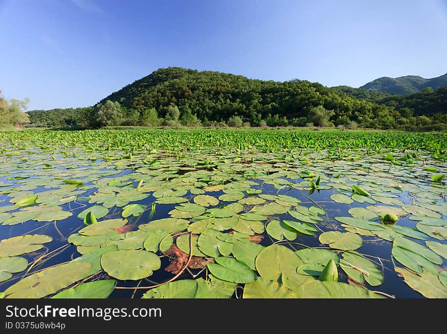 River and lake filled with green wild lillypads. River and lake filled with green wild lillypads