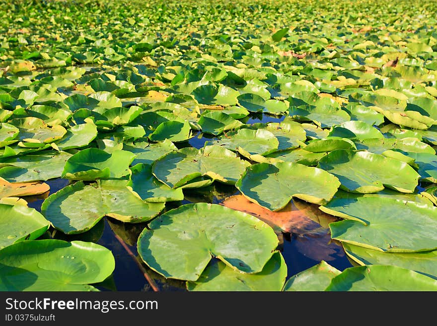 Bright green lilypads floating on a lkae