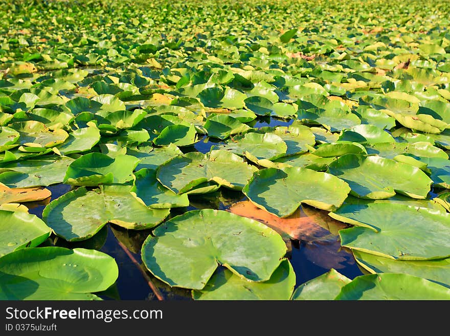 Lilypads