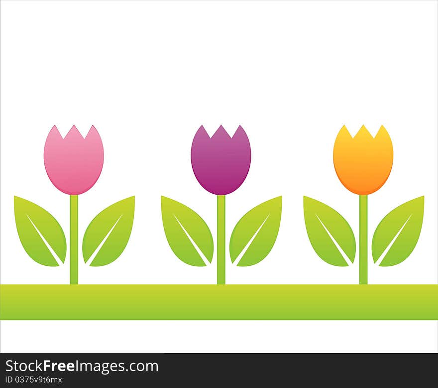 Colorful tulips isolated on white