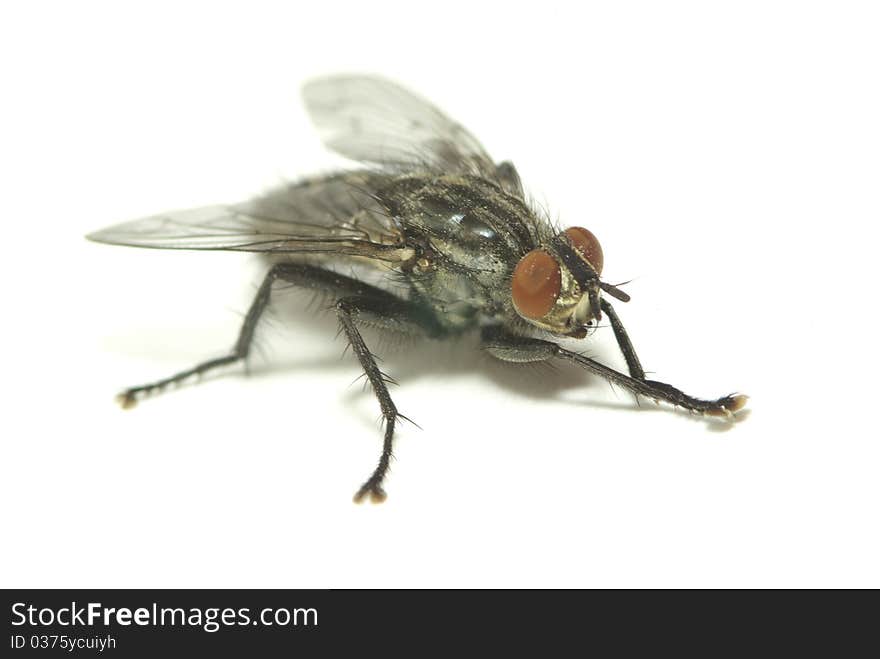 Fly isolated on a white background