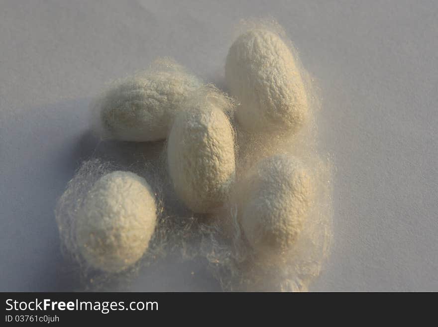 Silkworms are insects. It has gone through from the larval, adult, pupa, moth stage. Pupa cocoon is a protective layer, most of the cocoon is white and yellow, and they are also high quality textile materials. Silkworms are insects. It has gone through from the larval, adult, pupa, moth stage. Pupa cocoon is a protective layer, most of the cocoon is white and yellow, and they are also high quality textile materials.