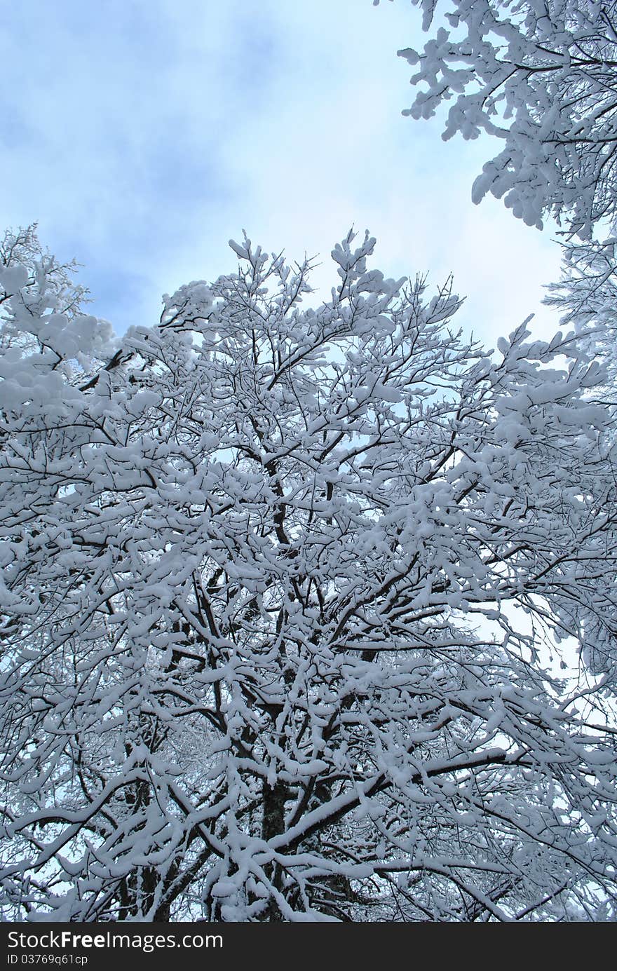 Tree covered with snow