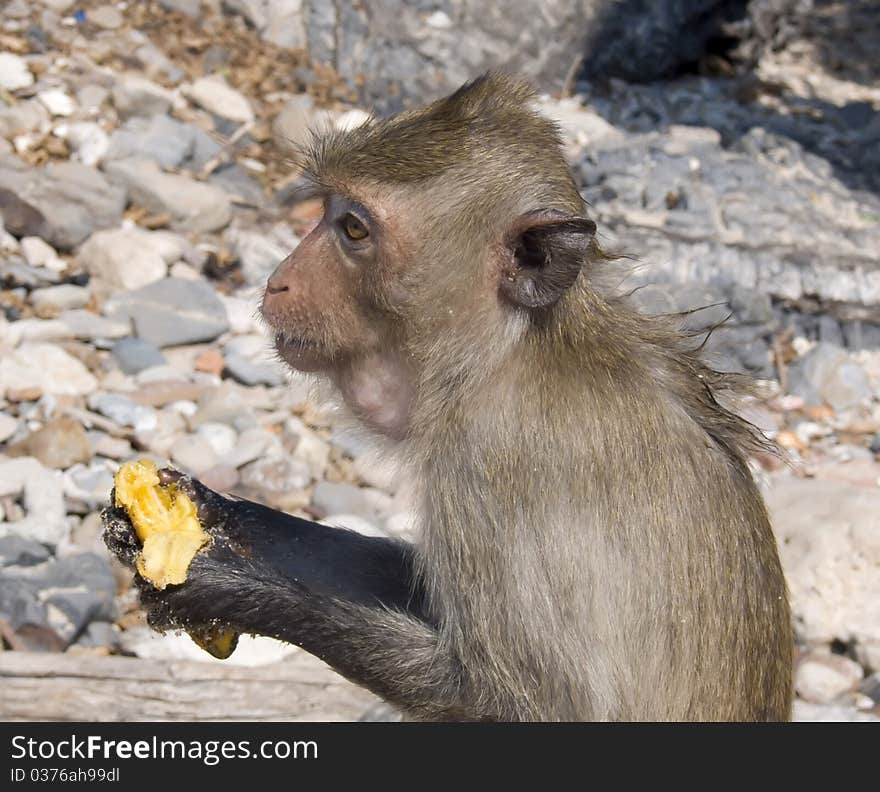 The Monkey Bites A Banana