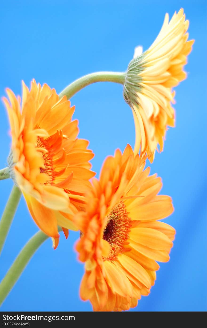 Three Orange Gerbera flower on a blue background