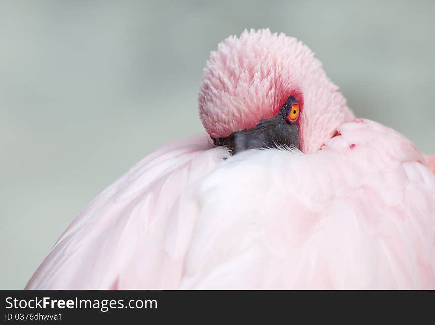 Pink flamingo