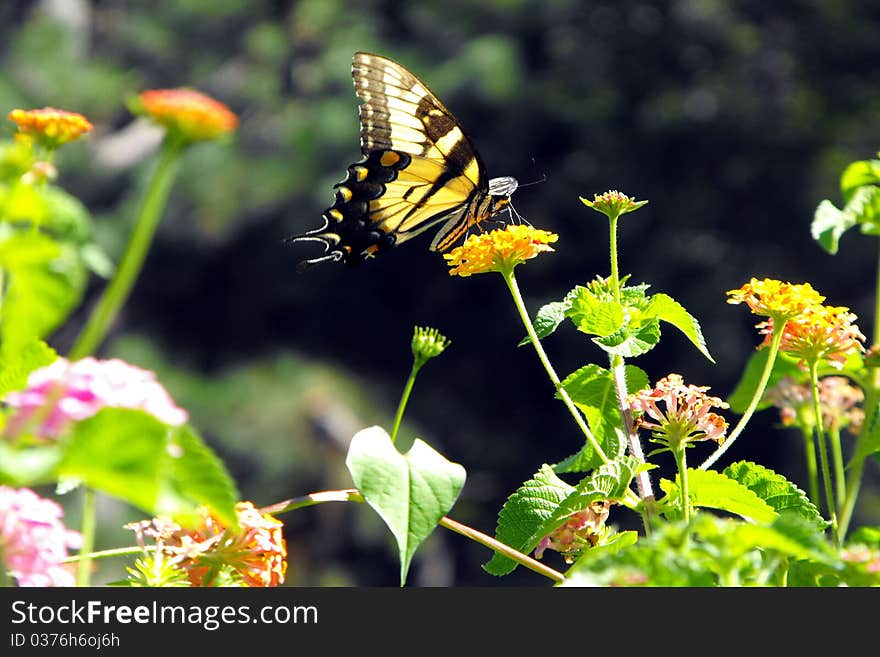 Eastern Tiger Swallowtail Butterfly