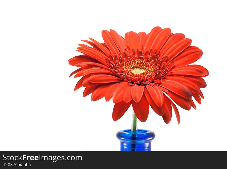 Red gerbera in vase isolated on white