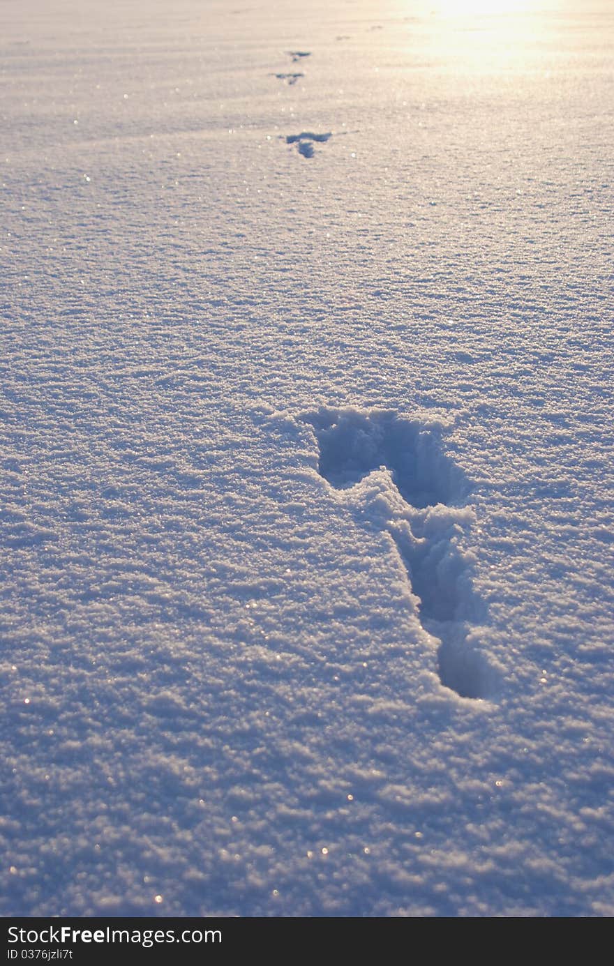 Huge meadow all covered by snow with footsteps on it. Huge meadow all covered by snow with footsteps on it.