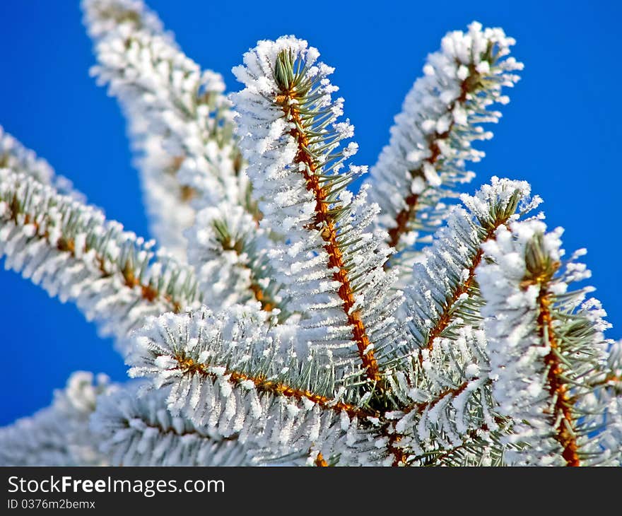 Winter Pine Tree Is Covered With Hoarfrost