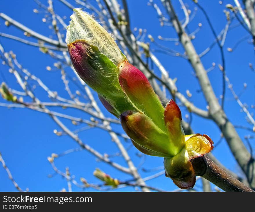 Blooming chestnut