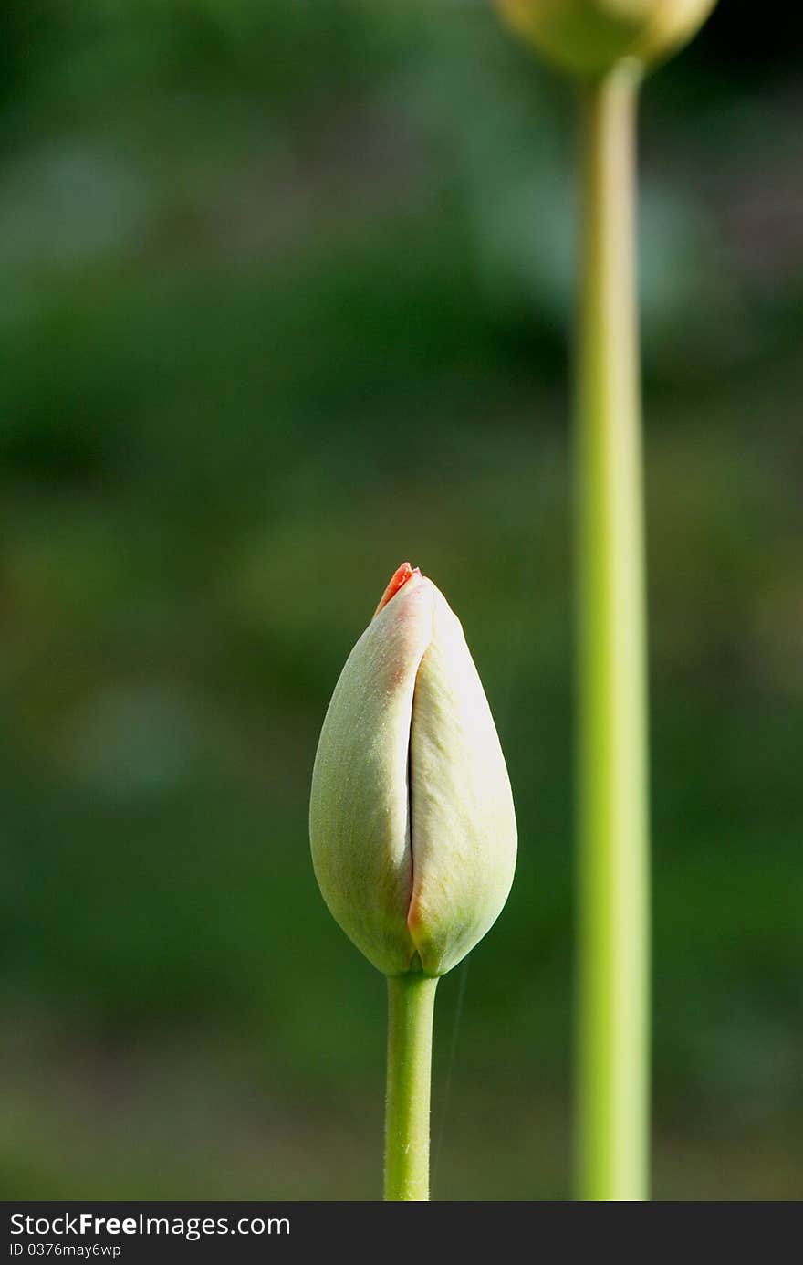 Unexpanded red tulip bloom in early spring. Unexpanded red tulip bloom in early spring.