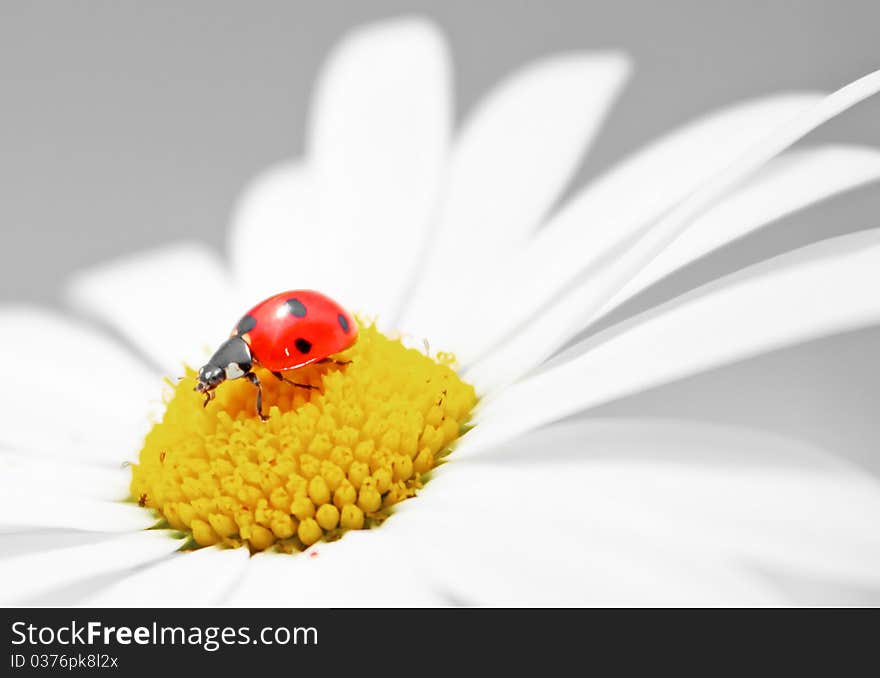 Little ladybug sitting on the petals of daisies