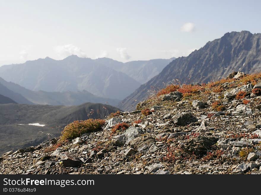 Lichens In Mountains