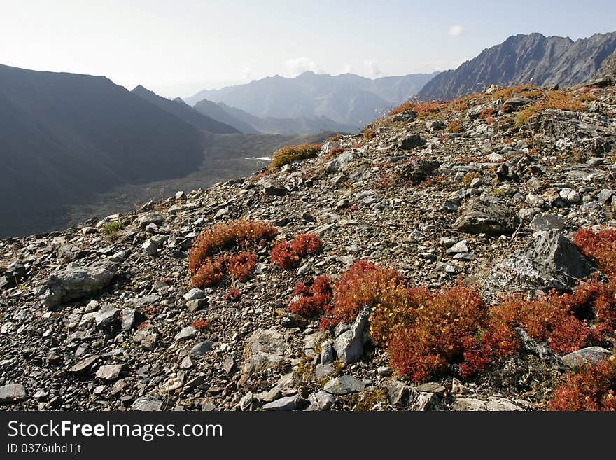 Lichens in mountains