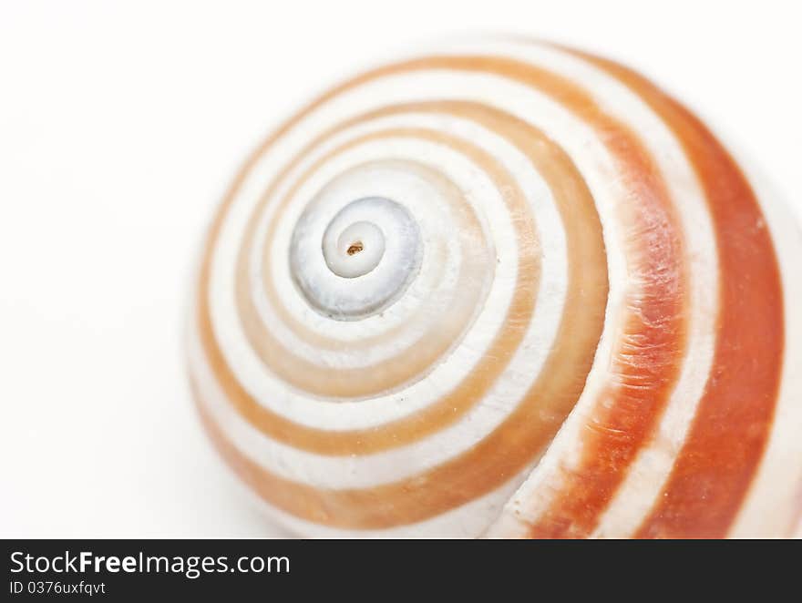 Beautiful seashell Close-up on a white background