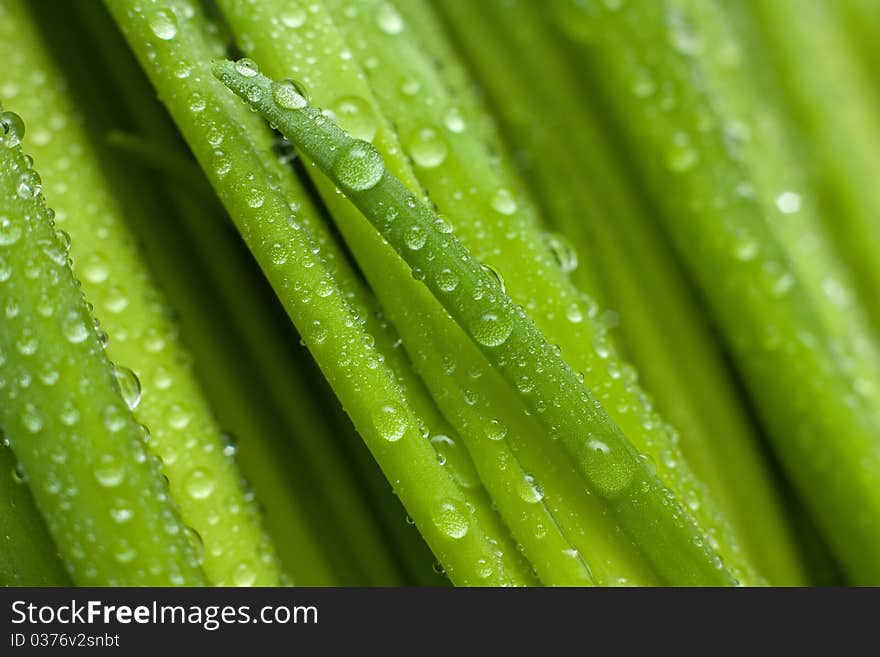 Lush green onion's leaves with water drops. Lush green onion's leaves with water drops