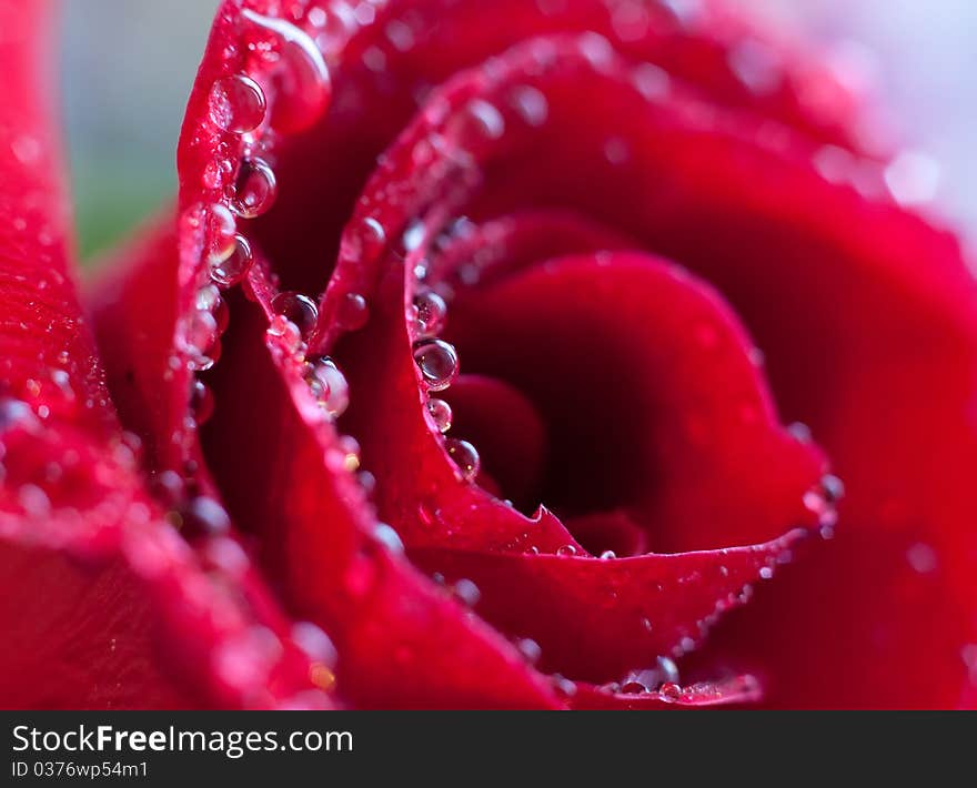 Macro image of dark red rose with water droplets.