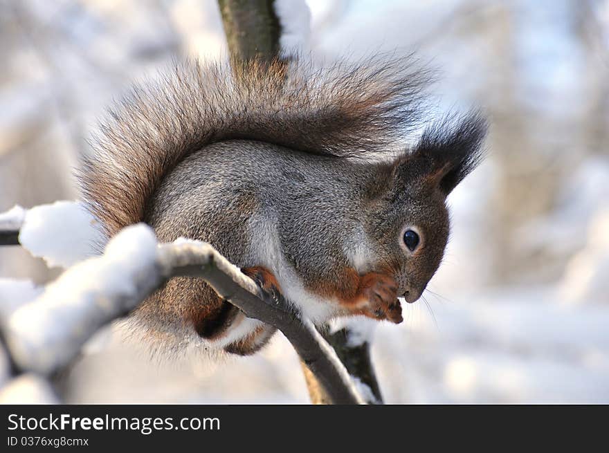 Red Squirrel.