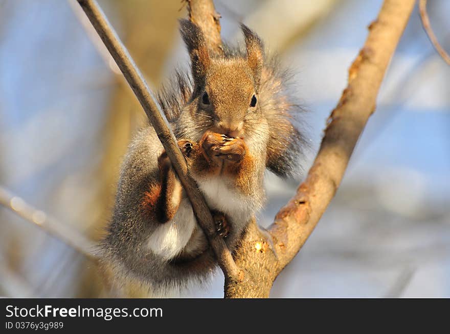 The squirrel sits on a tree. The squirrel sits on a tree.