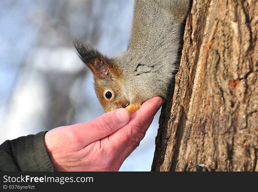 Red squirrel.