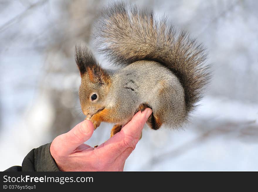 The squirrel eats nuts from a hand. The squirrel eats nuts from a hand.