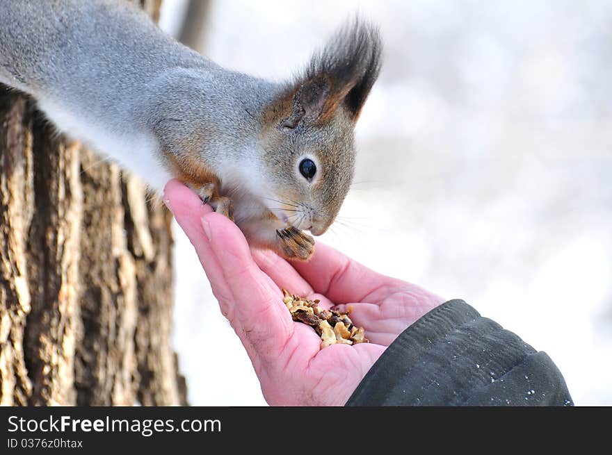 The squirrel eats nuts from a hand. The squirrel eats nuts from a hand.