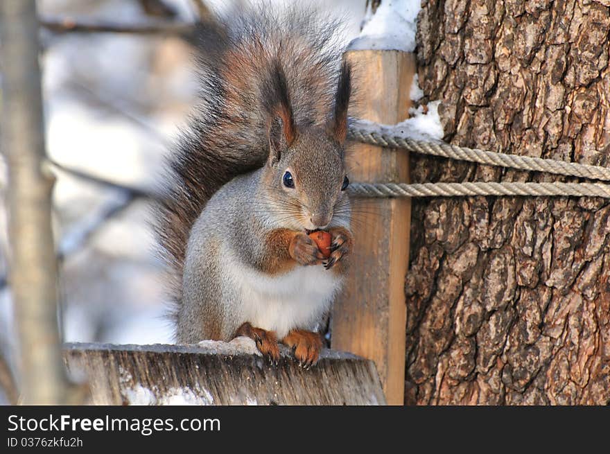 The squirrel sits on a tree. The squirrel sits on a tree.