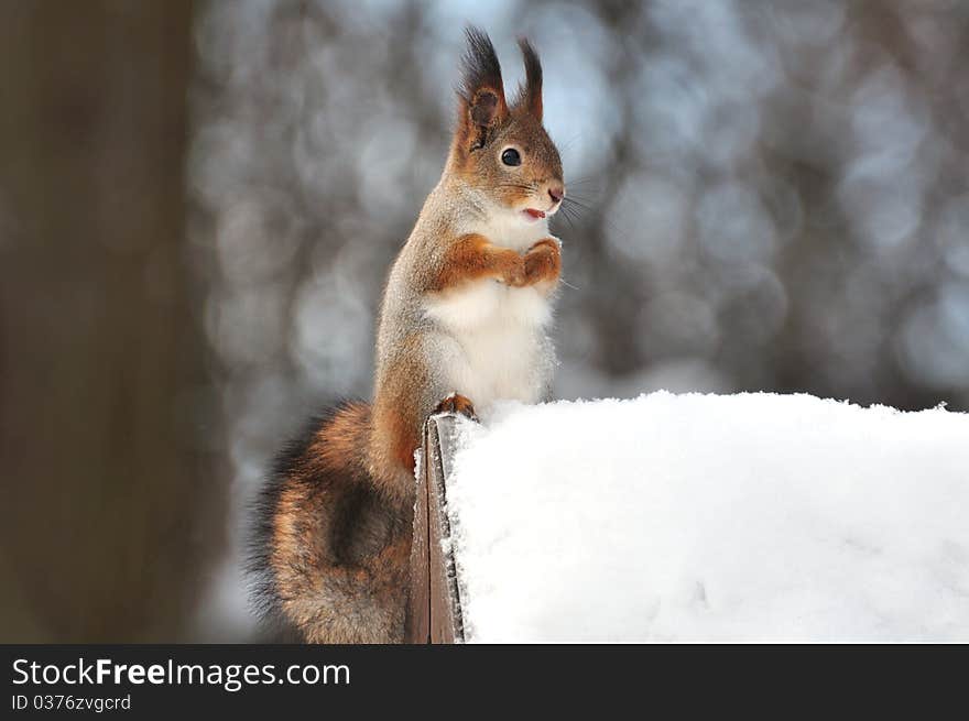 Red Squirrel.