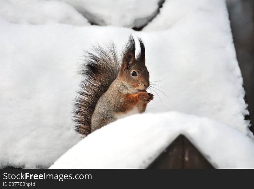 Red Squirrel.