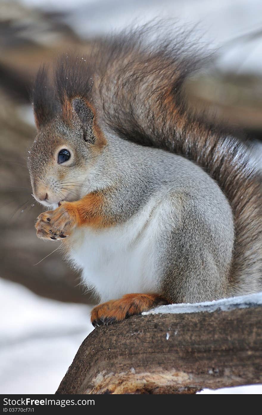 Red squirrel.