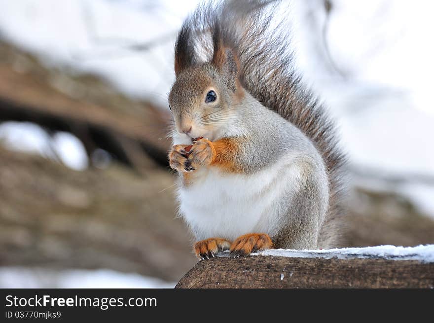 Red squirrel.