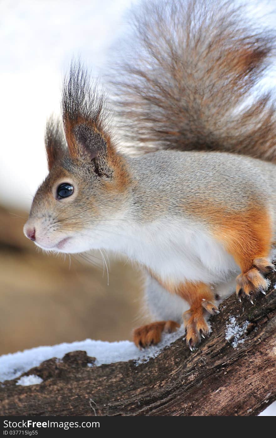 Red squirrel.