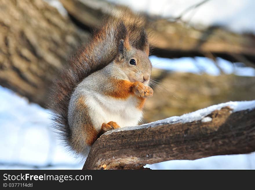 Red Squirrel.