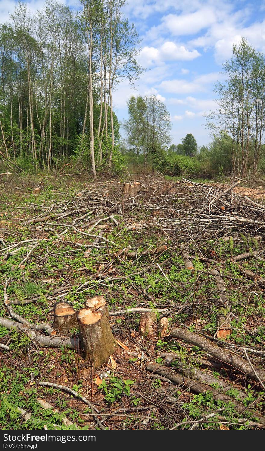 Stumps and branches in the forest. Stumps and branches in the forest