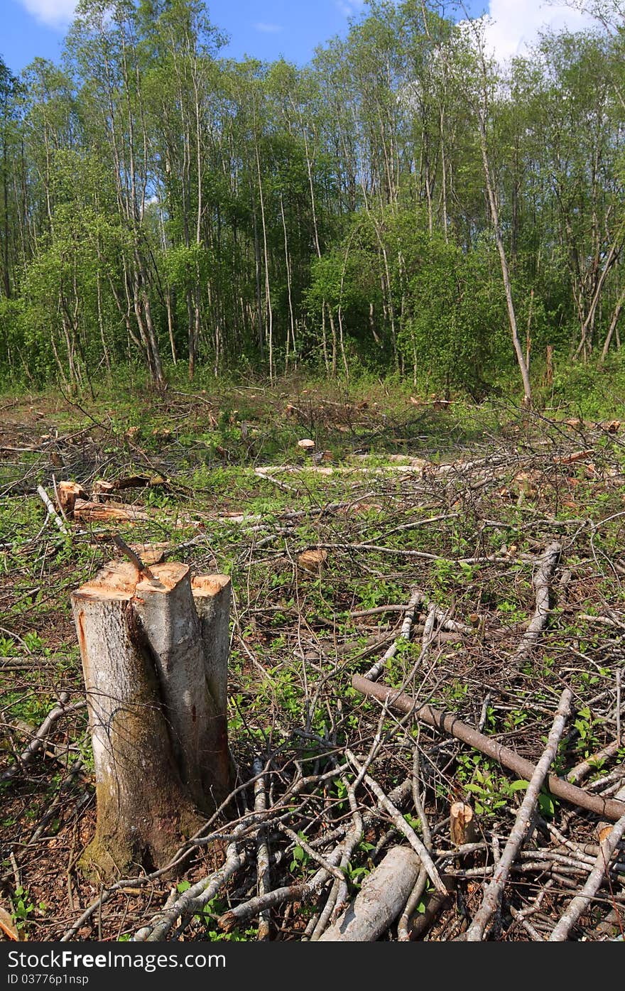 Stumps and branches in the forest. Stumps and branches in the forest