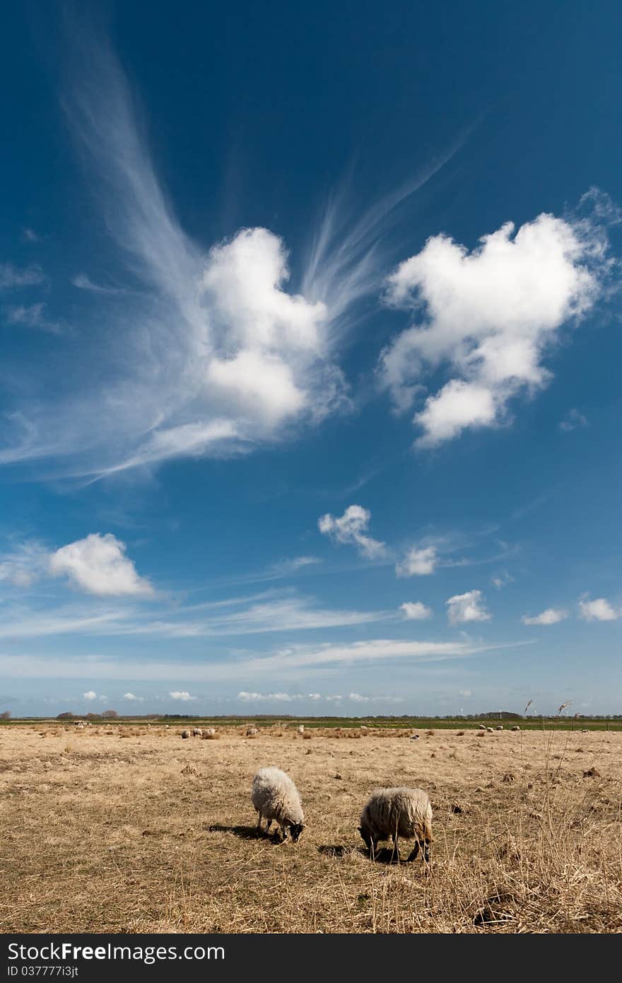 Wonderful clouds with sheep, taken on the former Dutch island Wieringen. Wonderful clouds with sheep, taken on the former Dutch island Wieringen