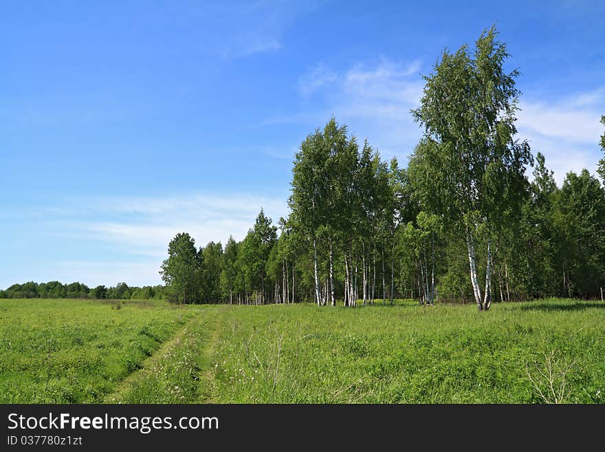 Rural road near birch wood