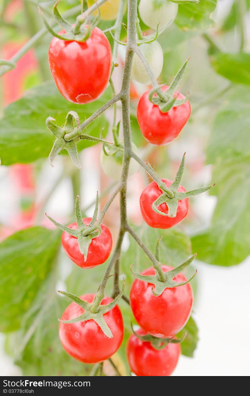 Tomatoes On The Vine.