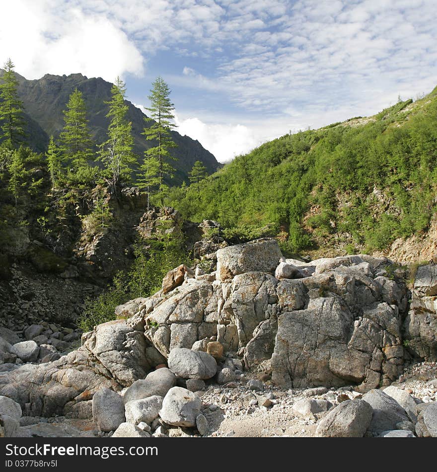 Boreal coniferous forest in  the Transbaikalia Mountains. Siberia.  Russia. Boreal coniferous forest in  the Transbaikalia Mountains. Siberia.  Russia.