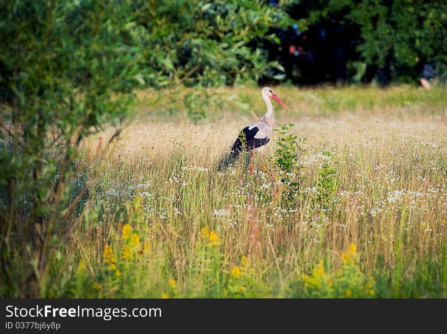 Stork on the meadow