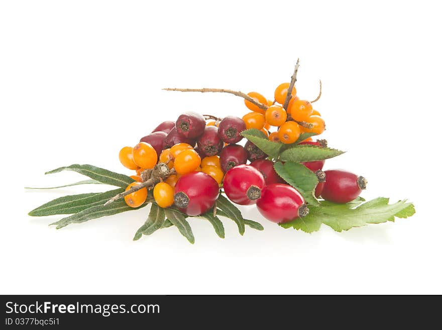 Dogrose hawthorn buckthorn, on white background.