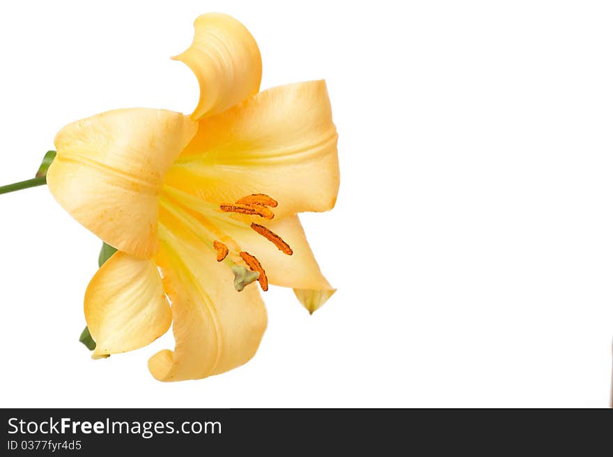 Beautiful yellow tiger lilly on white background